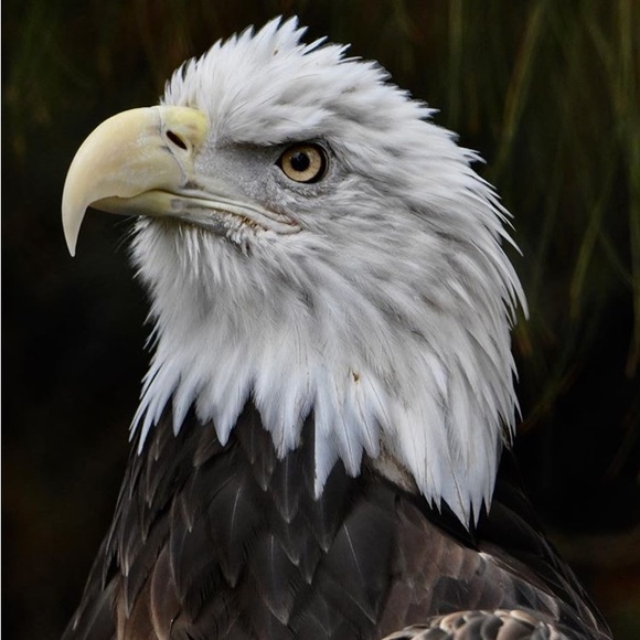 Levi’s Men’s sz XL denim jean jacket handpainted American Eagle Flag July 4th - Picture 9 of 9